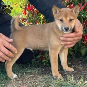 Finn, Shiba Inu Puppy